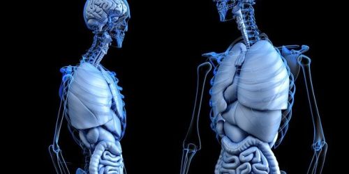 Il fegato come organo Re del nostro corpo