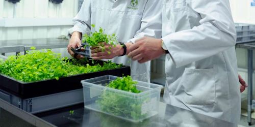 Malattie nervose curate con approccio Fitoterapico